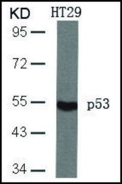 Anti-TP53 (Ab-46) antibody produced in rabbit affinity isolated antibody