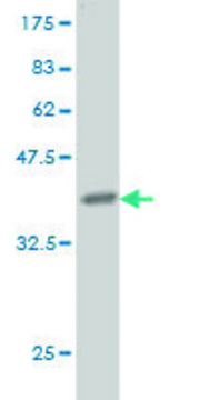 Monoclonal Anti-LAMA5 antibody produced in mouse clone 2F7, purified immunoglobulin, buffered aqueous solution