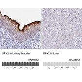 Anti-UPK2 antibody produced in rabbit Prestige Antibodies® Powered by Atlas Antibodies, affinity isolated antibody, buffered aqueous glycerol solution