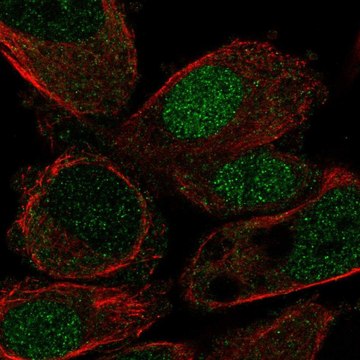 Anti-HLF antibody produced in rabbit Prestige Antibodies&#174; Powered by Atlas Antibodies, affinity isolated antibody