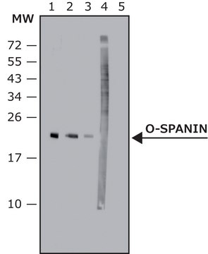 Anti-O-spanin antibody produced in rabbit affinity isolated antibody, buffered aqueous solution