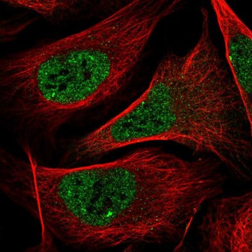 Anti-NR1I2 antibody produced in rabbit Prestige Antibodies&#174; Powered by Atlas Antibodies, affinity isolated antibody