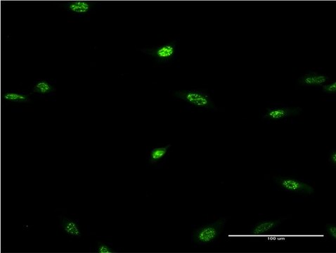 Monoclonal Anti-LHX2, (N-terminal) antibody produced in mouse clone 1E6, purified immunoglobulin, buffered aqueous solution