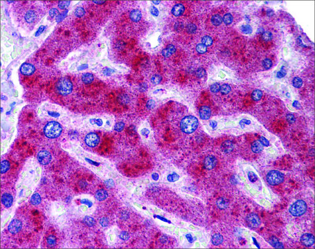 Anti-MTHFD1 antibody produced in rabbit affinity isolated antibody