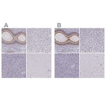 Anti-ZNF185 antibody produced in rabbit Prestige Antibodies&#174; Powered by Atlas Antibodies, affinity isolated antibody, buffered aqueous glycerol solution