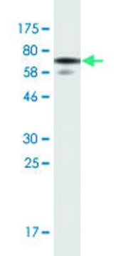 Monoclonal Anti-WDFY3, (N-terminal) antibody produced in mouse clone 2F12, purified immunoglobulin, buffered aqueous solution