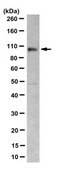 Anti-Nup98 Antibody, clone 2H10 clone 2H10, from rat
