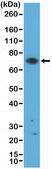 Anti-ZAP70 Rabbit Monoclonal Antibody clone RM408, affinity purified immunoglobulin