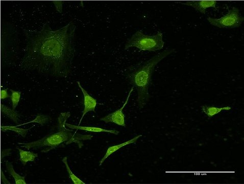 Monoclonal Anti-C4B antibody produced in mouse clone 1F2, purified immunoglobulin, buffered aqueous solution