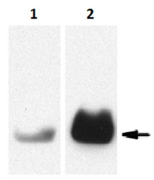 抗-蛋白酶3/PR3抗体，克隆MCPR3-2 clone MCPR3-2, from mouse