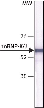 Monoclonal Anti-hnRNP-K/J antibody produced in mouse clone 3C2, purified immunoglobulin, buffered aqueous solution