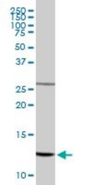 Anti-NDUFS5 antibody produced in rabbit purified immunoglobulin, buffered aqueous solution