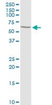 Anti-PRLR antibody produced in rabbit purified immunoglobulin, buffered aqueous solution