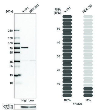 Anti-FRMD6 antibody produced in rabbit Prestige Antibodies&#174; Powered by Atlas Antibodies, affinity isolated antibody, buffered aqueous glycerol solution