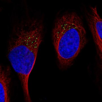 Anti-GDF11 antibody produced in rabbit Prestige Antibodies&#174; Powered by Atlas Antibodies, affinity isolated antibody