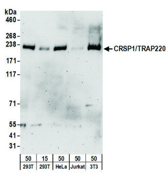 Goat anti-CRSP1/TRAP220 Antibody, Affinity Purified Powered by Bethyl Laboratories, Inc.