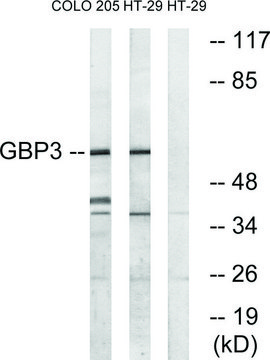 Anti-GBP3 antibody produced in rabbit affinity isolated antibody