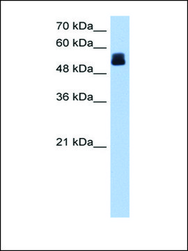 Anti-CRISPLD2 affinity isolated antibody