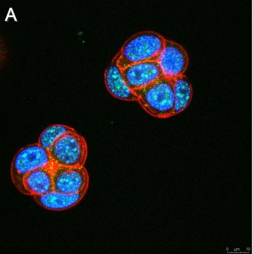 Anti-Ubiquilin 4 Antibody, clone 5K6 ZooMAb&#174; Rabbit Monoclonal recombinant, expressed in HEK 293 cells