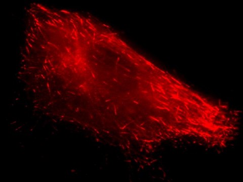 LentiBrite EB3-RFP Lentiviral Biosensor