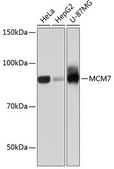 Anti-MCM7 antibody produced in rabbit