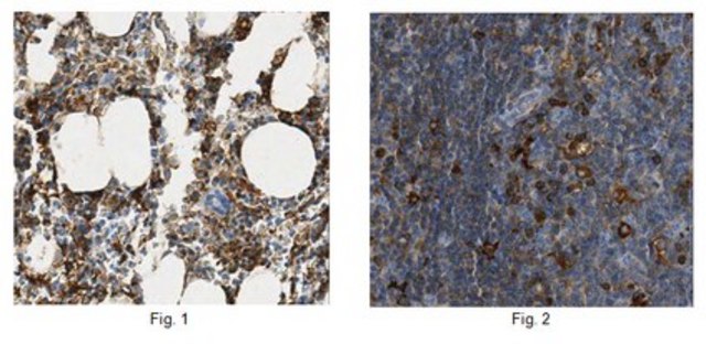 Anti-Ferritin Heavy Chain Antibody, clone 1-2.3.1.2 clone 1-2.3.1.2, from mouse