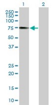 Anti-IRF2BP1 antibody produced in mouse purified immunoglobulin, buffered aqueous solution