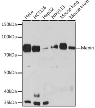 Anti-Menin Antibody, clone 5M7L9, Rabbit Monoclonal