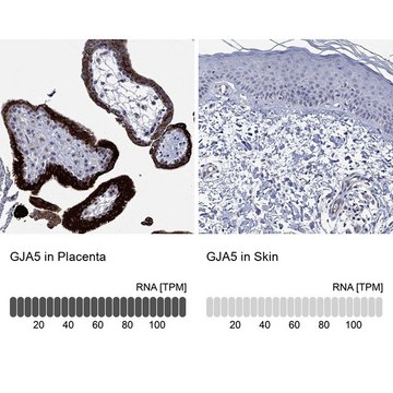 Anti-GJA5 antibody produced in rabbit Prestige Antibodies&#174; Powered by Atlas Antibodies, affinity isolated antibody, buffered aqueous glycerol solution