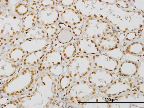 单克隆抗-NCOA4，（C-端） 小鼠抗 clone 1F11, purified immunoglobulin, buffered aqueous solution