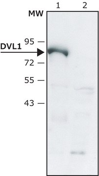 Anti-DVL1 (C-terminal) antibody produced in rabbit ~1.5&#160;mg/mL, affinity isolated antibody, buffered aqueous solution