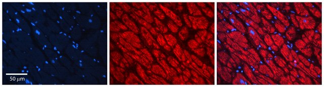 Anti-PPCS antibody produced in rabbit affinity isolated antibody