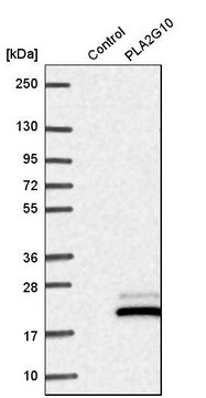 抗-PLA2G10 兔抗 Prestige Antibodies&#174; Powered by Atlas Antibodies, affinity isolated antibody, buffered aqueous glycerol solution