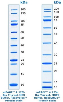 mPAGE&#174; Unstained Protein Standard