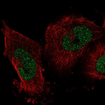 Anti-IER2 antibody produced in rabbit Prestige Antibodies&#174; Powered by Atlas Antibodies, affinity isolated antibody