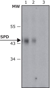 Anti-Surfactant Protein D antibody, Mouse monoclonal clone 10F6E12, purified from hybridoma cell culture