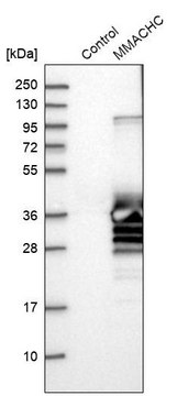 Anti-MMACHC antibody produced in rabbit Prestige Antibodies&#174; Powered by Atlas Antibodies, affinity isolated antibody, buffered aqueous glycerol solution, ab1