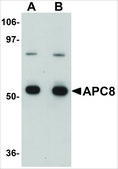 Anti-APC8 antibody produced in rabbit affinity isolated antibody, buffered aqueous solution