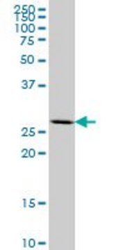 ANTI-MEOX2 antibody produced in mouse clone 4B2, purified immunoglobulin, buffered aqueous solution