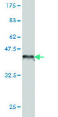 Monoclonal Anti-SEMA4D antibody produced in mouse clone 3B4, purified immunoglobulin, buffered aqueous solution