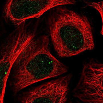 Anti-ZIC2 antibody produced in rabbit Prestige Antibodies&#174; Powered by Atlas Antibodies, affinity isolated antibody