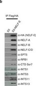 Anti-NELF-E Antibody from rabbit, purified by affinity chromatography
