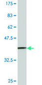Monoclonal Anti-SUPT5H antibody produced in mouse clone 5C8, ascites fluid, solution