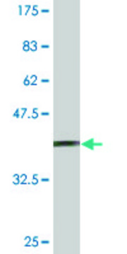 Monoclonal Anti-SUPT5H antibody produced in mouse clone 5C8, ascites fluid, solution