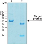 Thrombin protease, biotin-tagged human recombinant,expressed in HEK 293 cells, ≥5000 units/mL