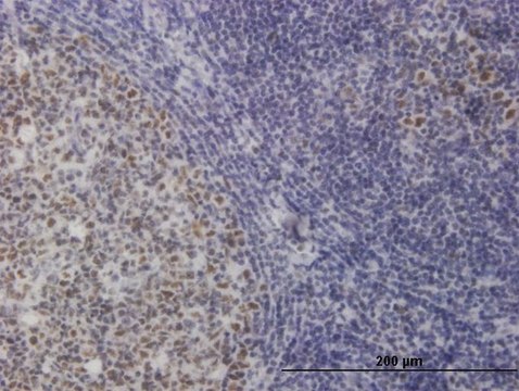 Monoclonal Anti-TOE1 antibody produced in mouse clone 1D8, purified immunoglobulin, buffered aqueous solution