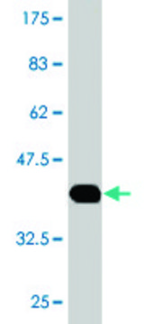 Monoclonal Anti-HAAO antibody produced in mouse clone 4D1, purified immunoglobulin, buffered aqueous solution