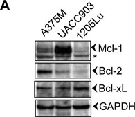 抗-GAPDH 兔抗 ~1 mg/mL, affinity isolated antibody, buffered aqueous solution