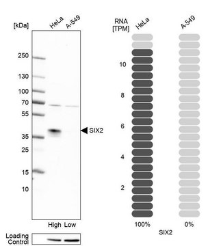 抗-SIX2 兔抗 Prestige Antibodies&#174; Powered by Atlas Antibodies, affinity isolated antibody