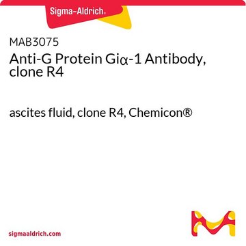 Anti-G Protein Gi&#945;-1 Antibody, clone R4 ascites fluid, clone R4, Chemicon&#174;